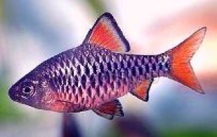 Barbus oligolepis 1